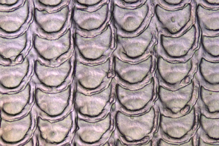 Bio-inspired scale-like surface morphology akin to a python