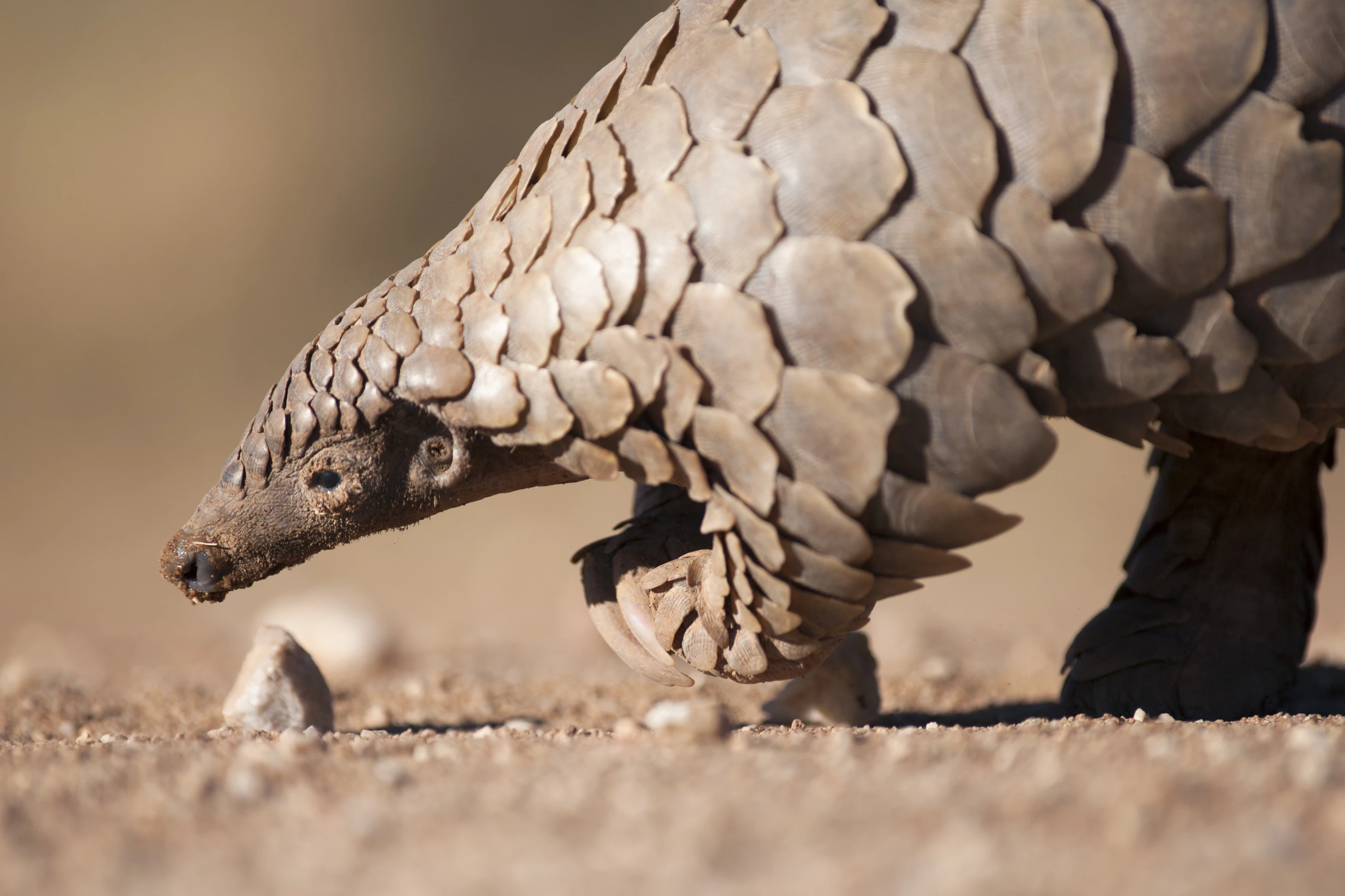 The pangolin is the world's only mammal fully covered in scales