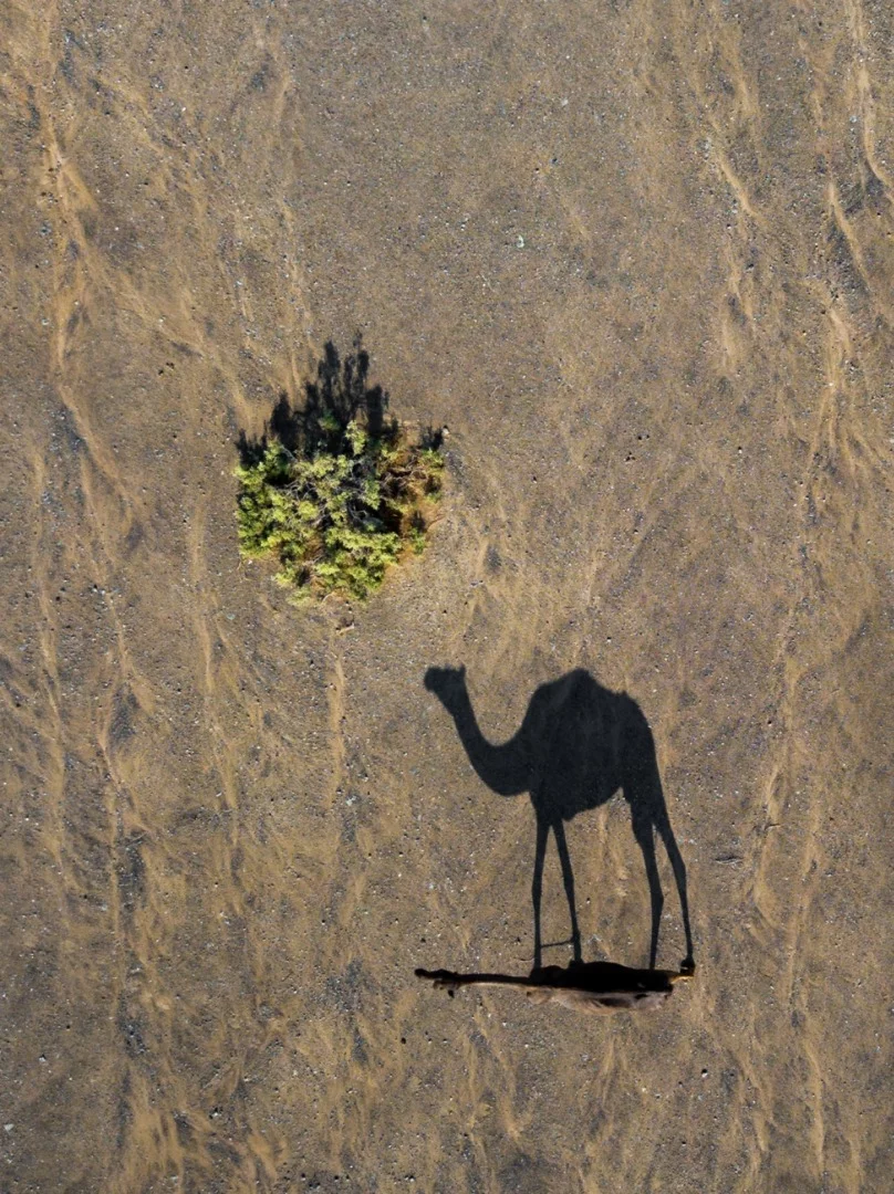 Commended in the Wildlife category. Shadow's Life, taken in Sharjah, Ash Shariqah, United Arab Emirates