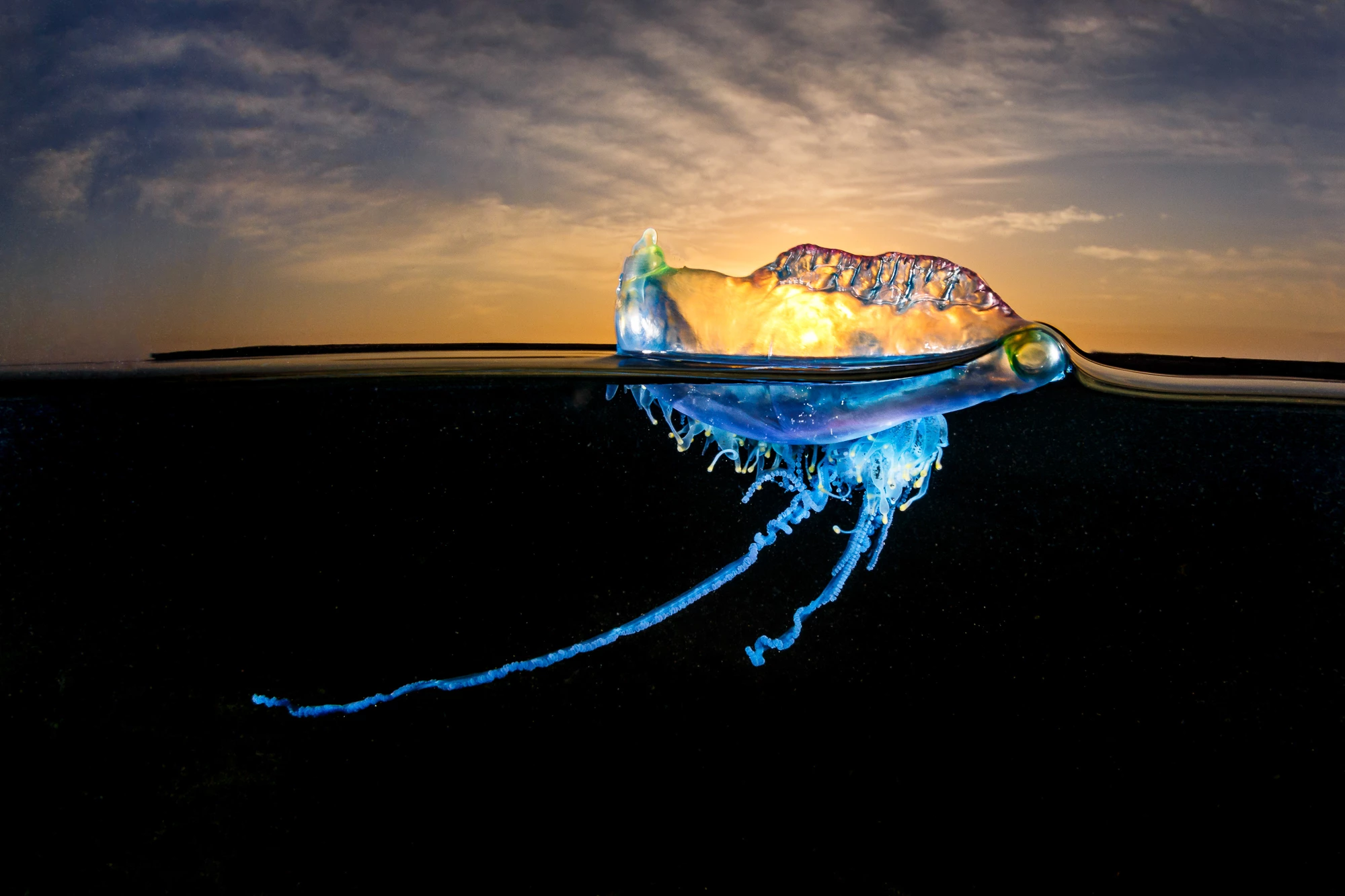 A bluebottle at sunrise in Sydney