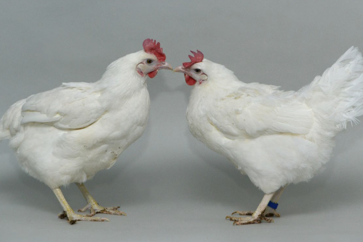 engineered chickens could help slow spread of bird flu