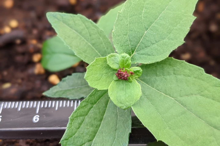 Flowers begin to grow on CRISPR-edited poplar trees within weeks, rather than years