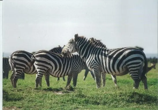 Zebras in the wild