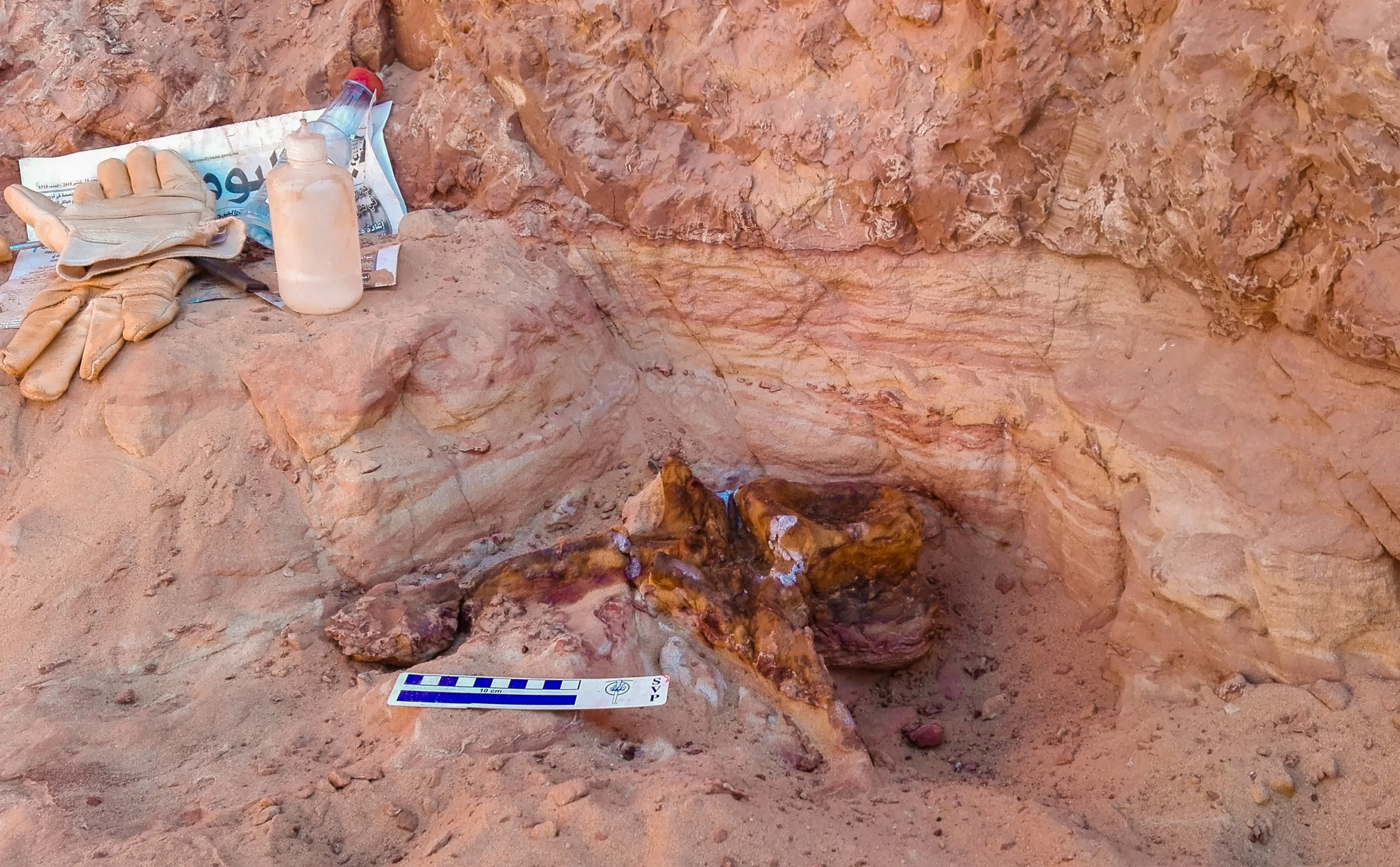 A Spinosaurus vertebra in the process of excavation