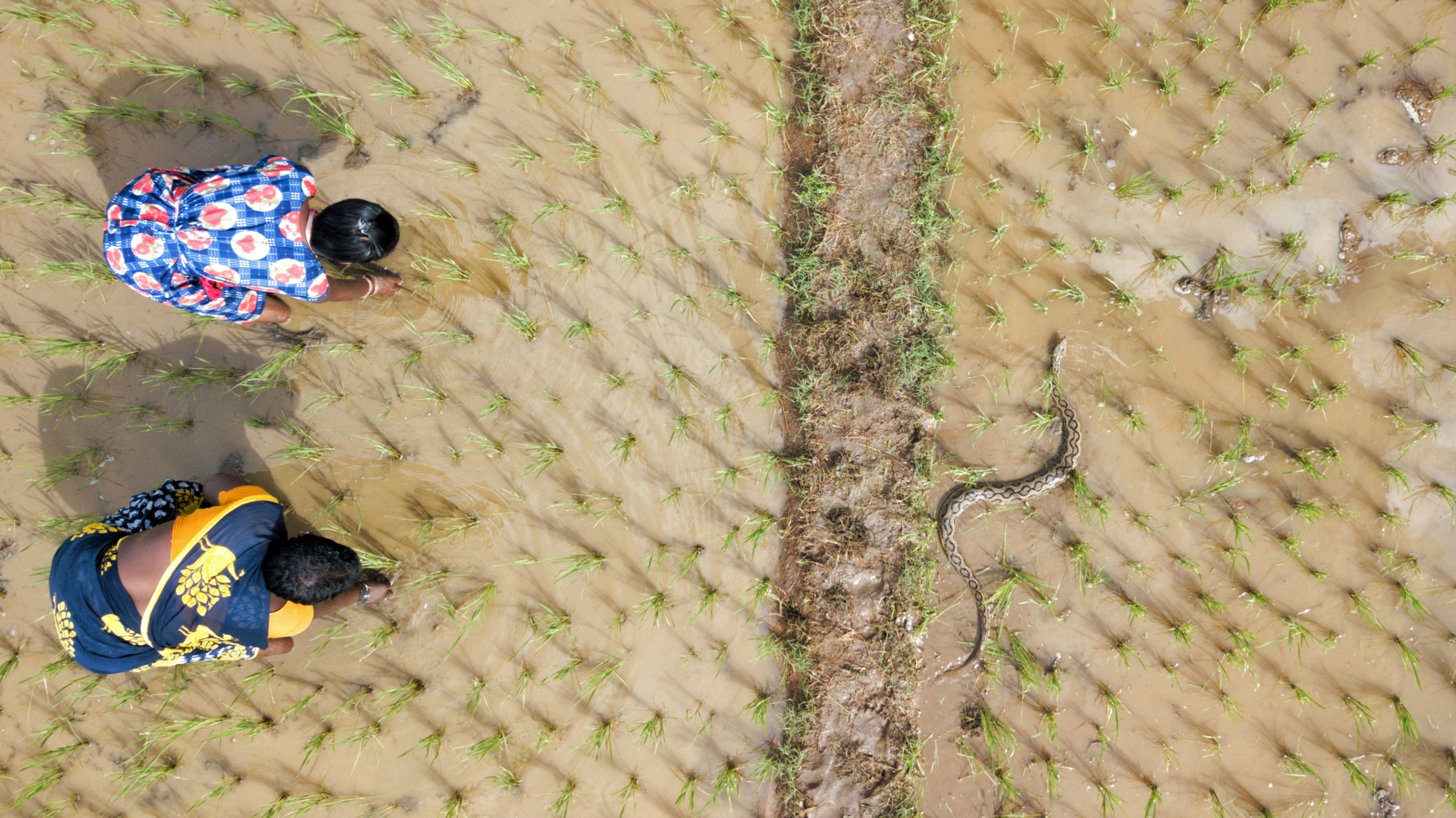Runner up - Conservation-Issues. Kanchipuram, Tamil Nadu. A Russell's Viper—making its way through a paddy field as women continue to do their work.