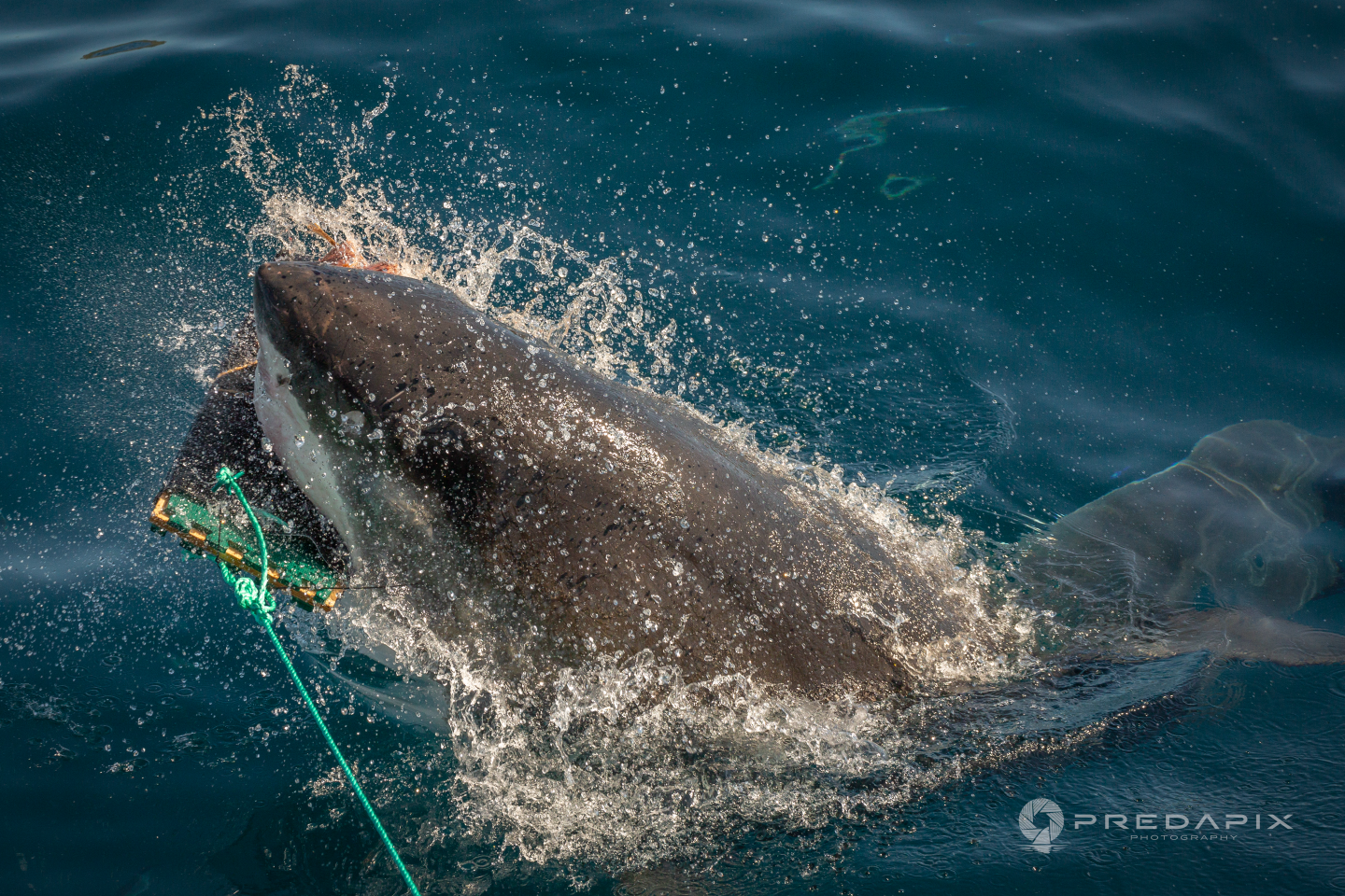 According to the 2018 Global Shark Attack Summary, 53 percent of shark attacks were on surfers