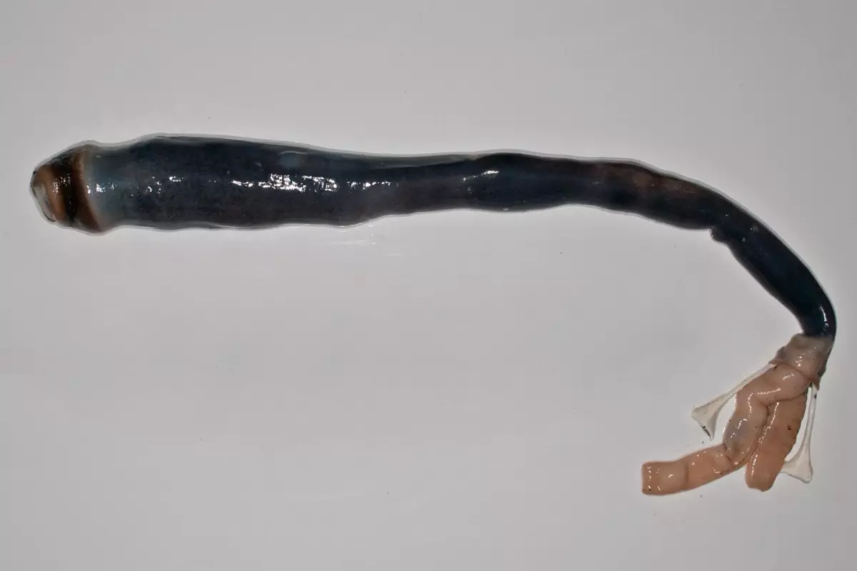 This is the first time that scientists have found live specimens of the mud-burrowing giant shipworm (removed from its shell in this picture), which thrives on a gas toxic to most living creatures