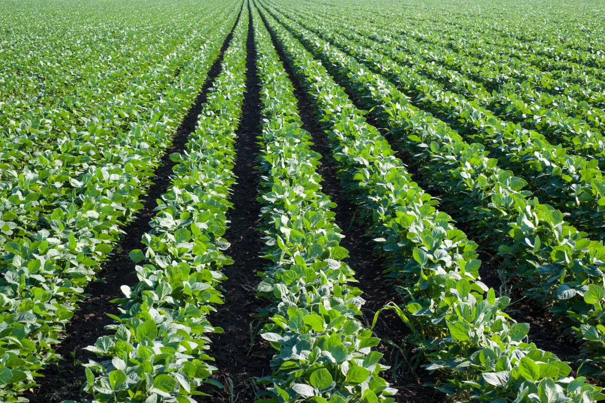 The application of dust produced via "enhanced rock weathering" has been found to significantly increase soybean and maize yields