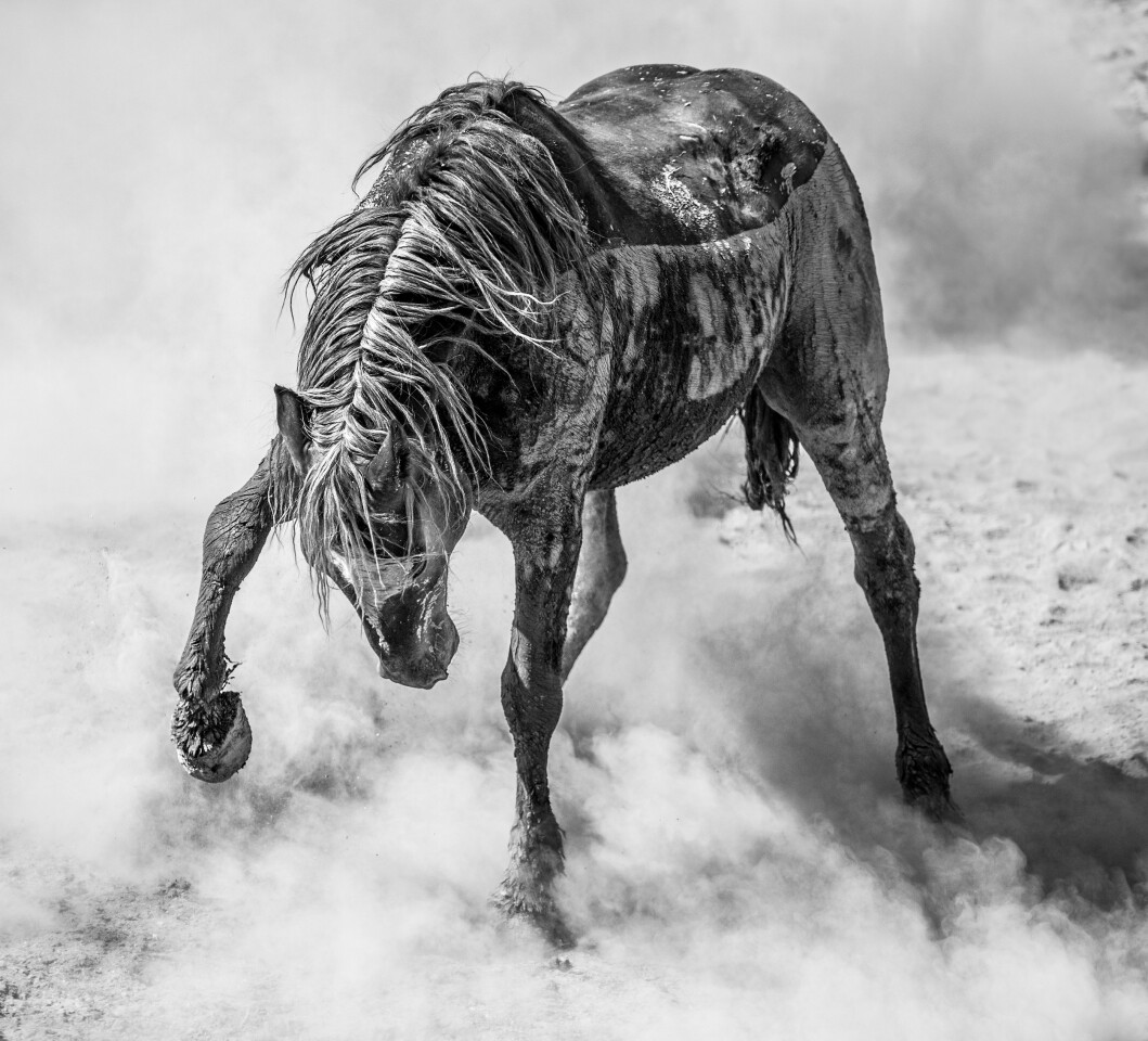 Winner, Photographer of the Year, Open Compeition. A wild mustang stallion kicks up a dust storm in northwestern Colorado