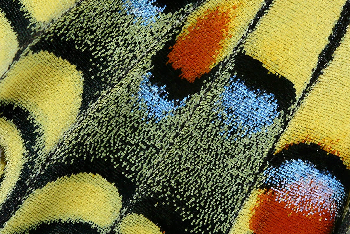 Commended, Woven. Nicosia, Cyprus. "The details of a swallowtail butterfly’s wings in macro looked like a woven tapestry or even the close-up RGB pixels from a monitor."