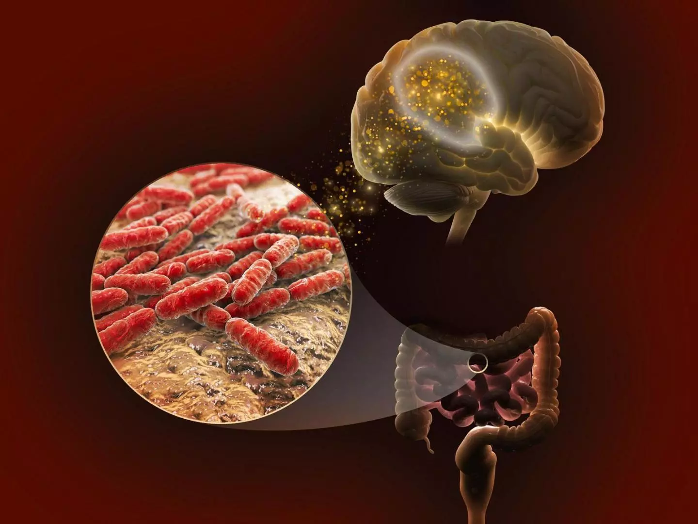 Lactate, produced by certain species of gut bacteria, may influence our memory