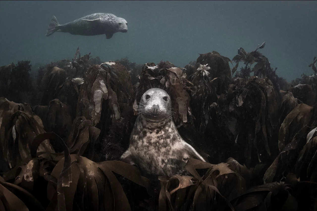 Throne of Kelp by Ellen Sophie Cuylaerts, Aquatic Life Finalist, Farne Islands, United Kingdom