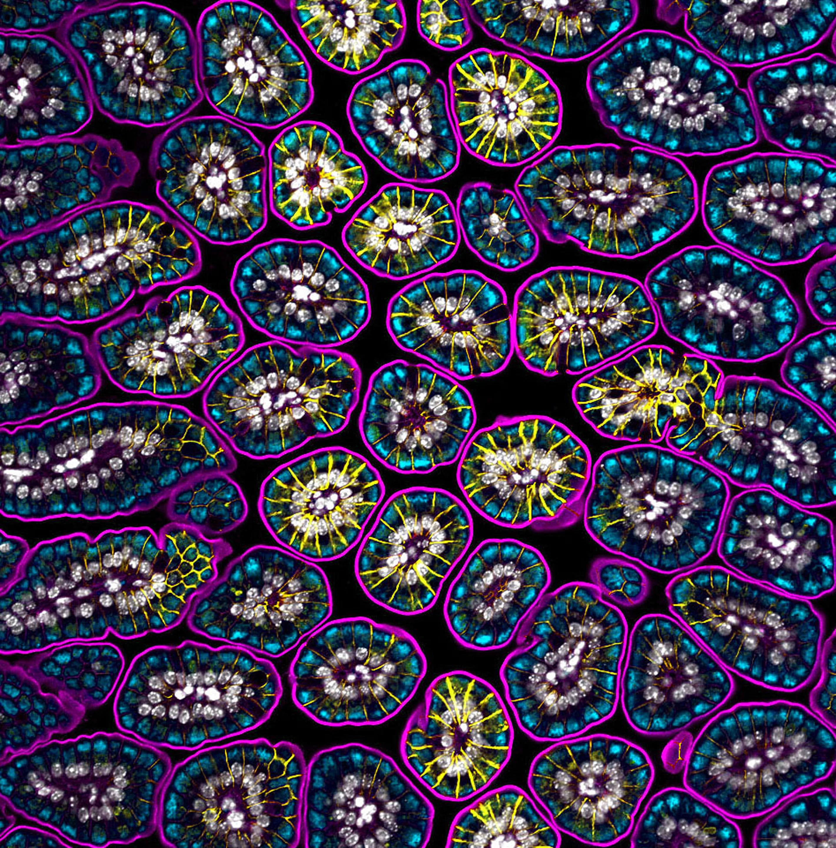 Honorable Mention. Neonatal mouse intestinal tissue cells