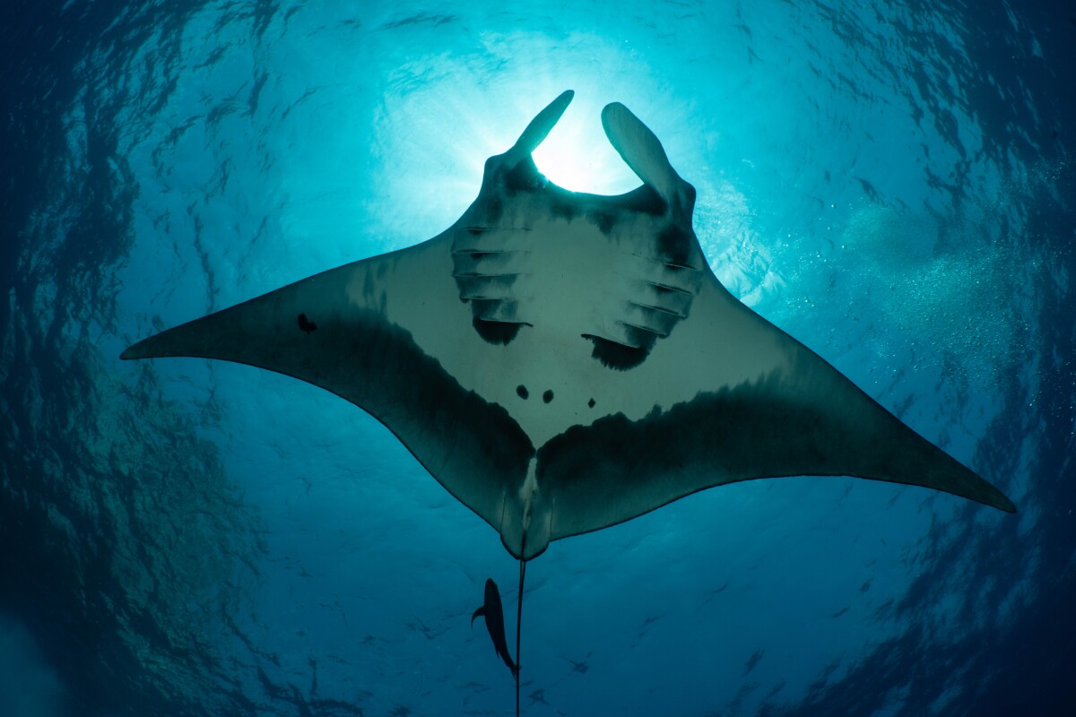 Deep-diving manta rays are retrieving directions from nature’s Google Maps