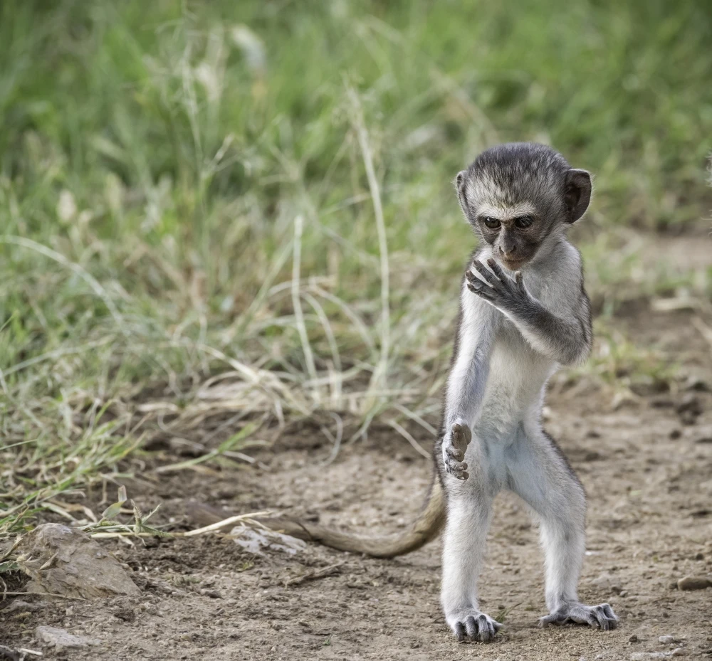 Nominee, Professional, Wildlife/Animals. Kung Fu Monkey