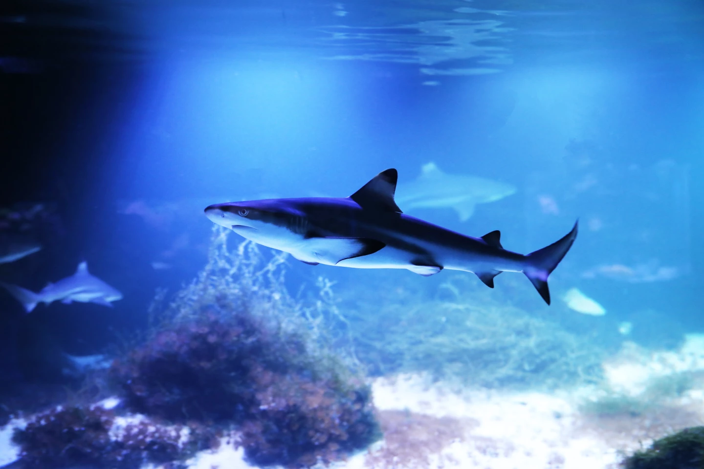 Next up for the researchers is to study other blue colorations in marine animals, including the blue shark
