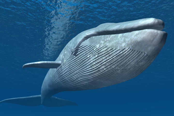 Researchers have traced the evolution of whales back a few million years, and found that their size increased rapidly in response to changing climates