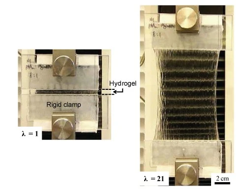 The hydrogel in its relaxed state (left), and stretched by a factor of 21