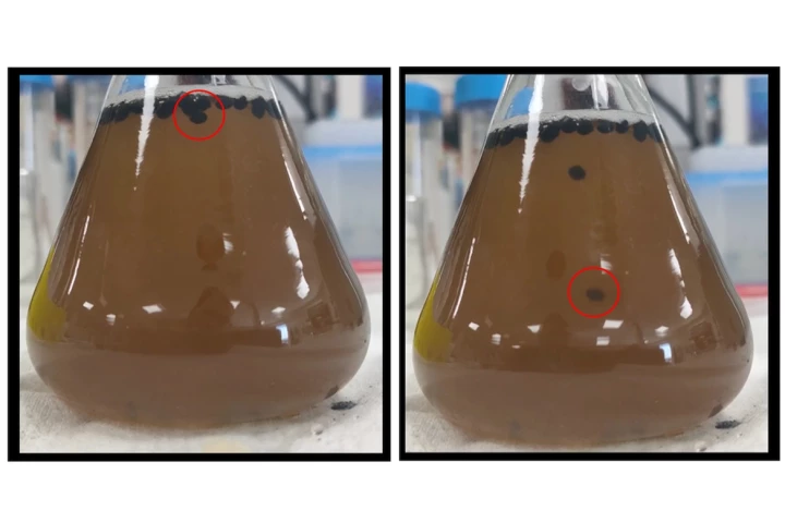 In these two photos, BeerBots can be seen releasing carbon dioxide gas at the surface of a flask of wort (left), then sinking down to continue fermenting sugars (right)