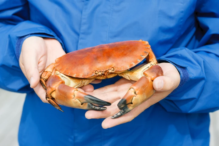 New research may change the way we view our discarded crab shells