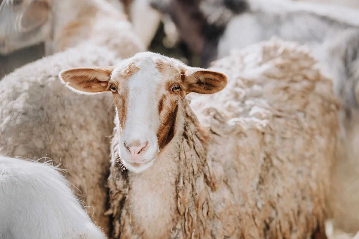 Each of the sheep in the study had four "bioreactors" implanted on its ribs