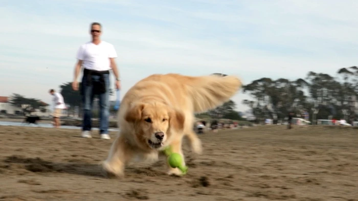 A dog chasing the medium GoofBall