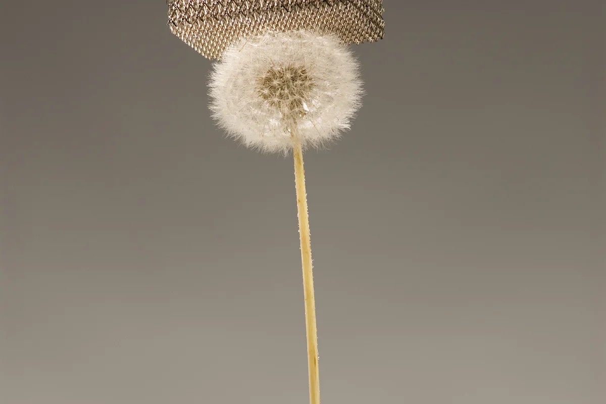 The new micro-lattice material is so light that it can sit atop dandelion fluff without damaging it (Image: Dan Little, HRL Laboratories, LLC)