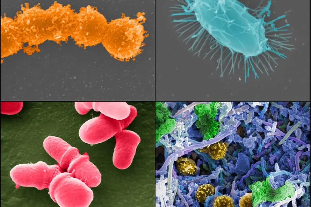 Fecal transplants may help cancer patients better deal with the harsh, gut bacteria-destroying effects of antibiotic treatments