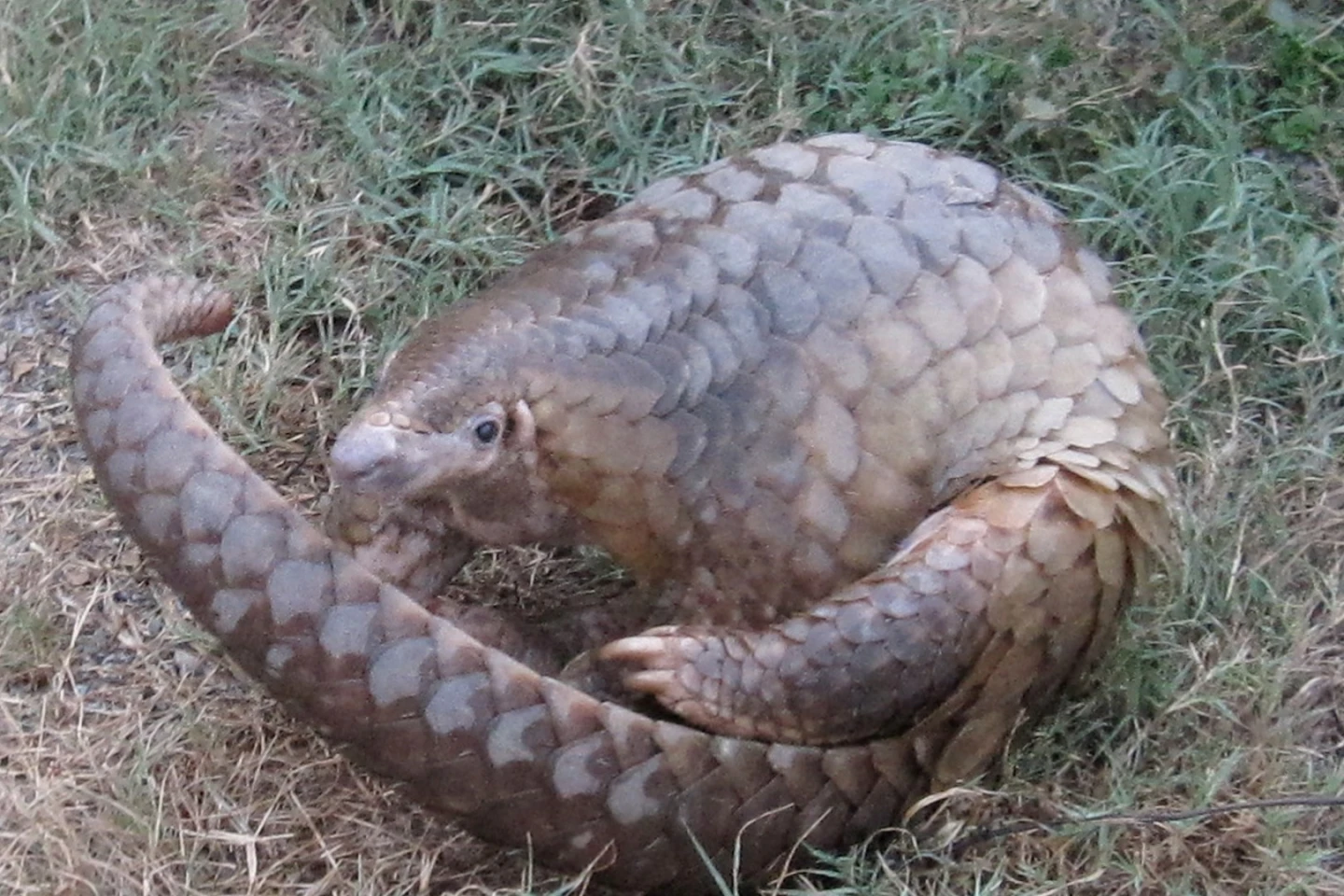 A pangolin with its distinctive keratin armor