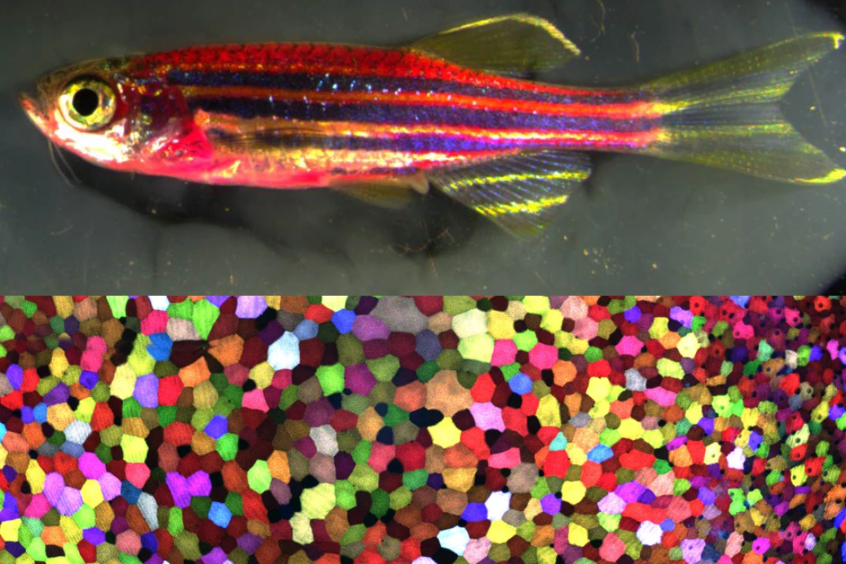 The genetically modified zebrafish with a close-up of its most extraordinary skin