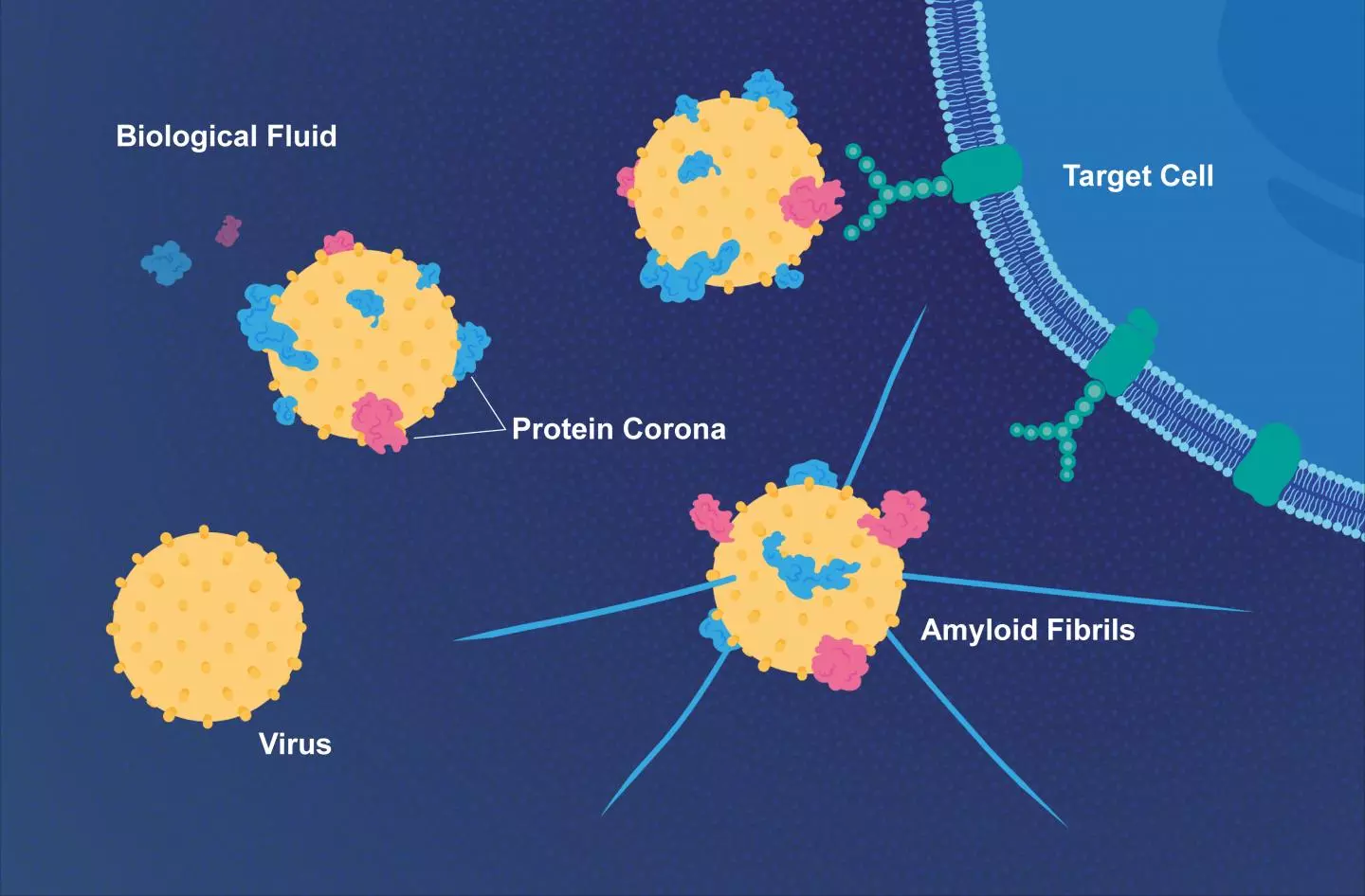 Proteins in the fluid surrounding the target cell bind to a virus and can make it more infectious. The virus can also accelerate the formation of threadlike amyloid fibrils that play a part in Alzheimer’s disease