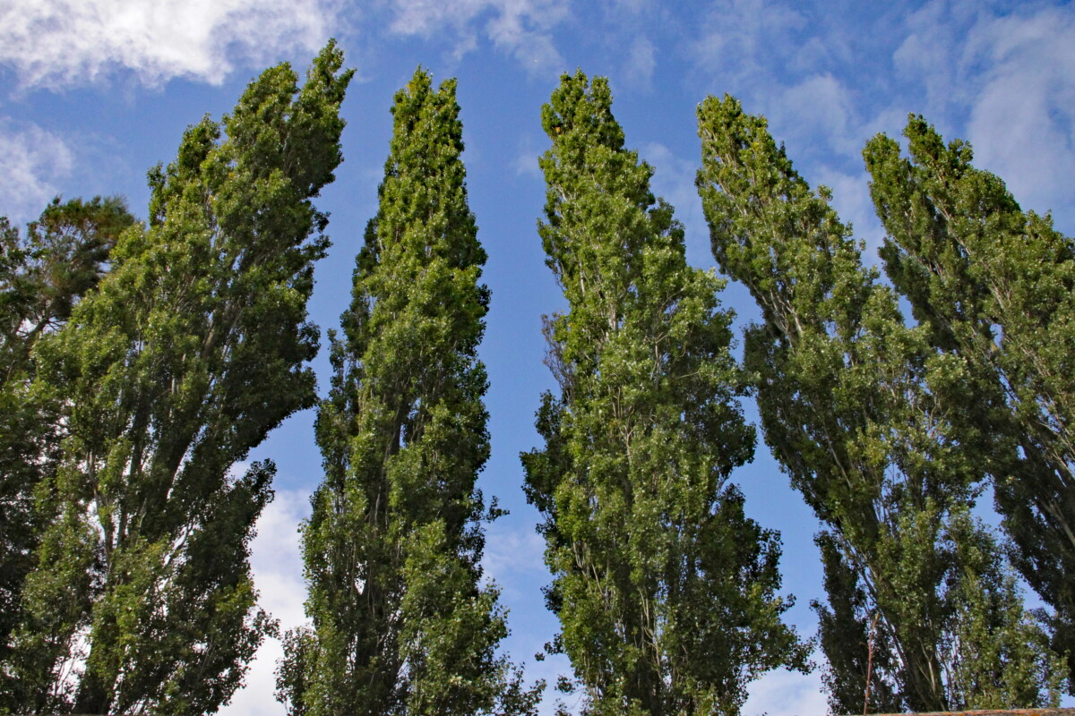 Newly identified 'muscles' shape trees in way once thought uniquely animal