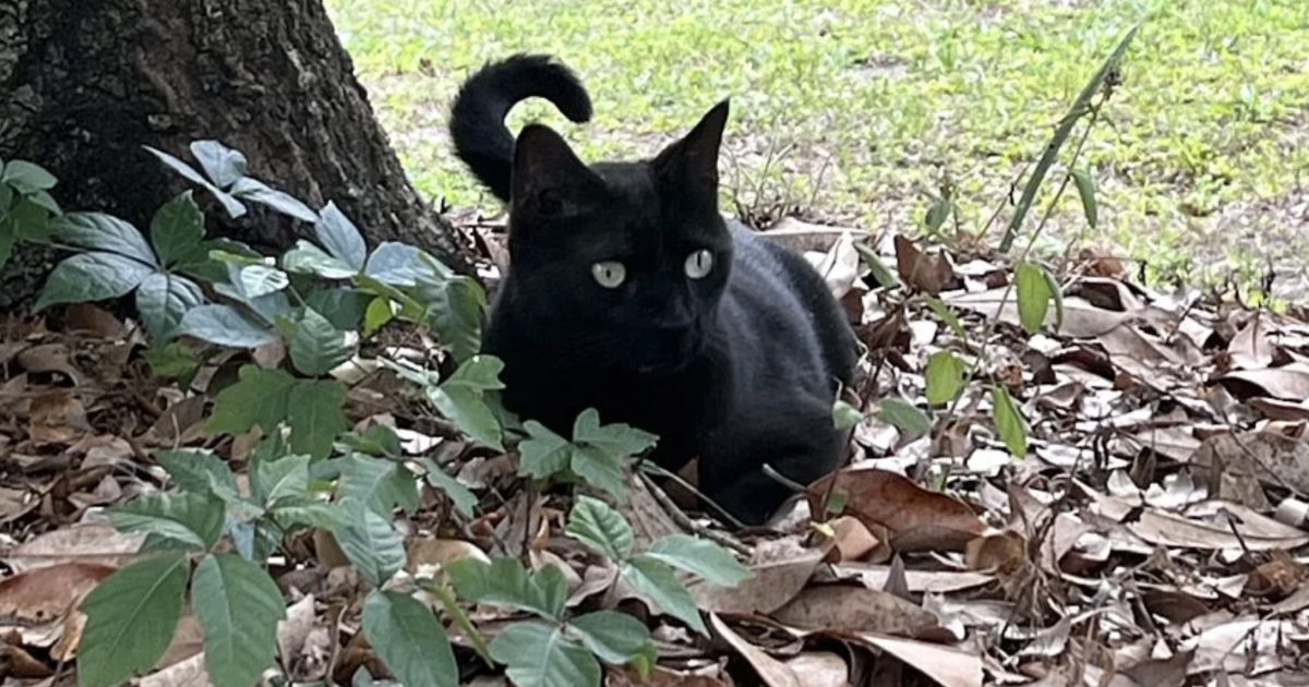 Black cat helps scientists discover new human virus Black cat helps scientists discover new human virus