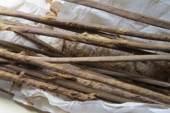 The hygiene sticks with cloth remnants that the researchers analyzed to study the spread of disease along the Silk Road