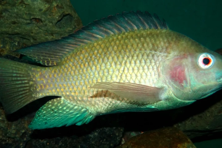 Nile tilapia grow larger when fed microalgae in place of the usual fish oil