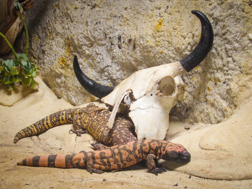 The gila monster lizard was found to contain a vital compound for fighting diabetes