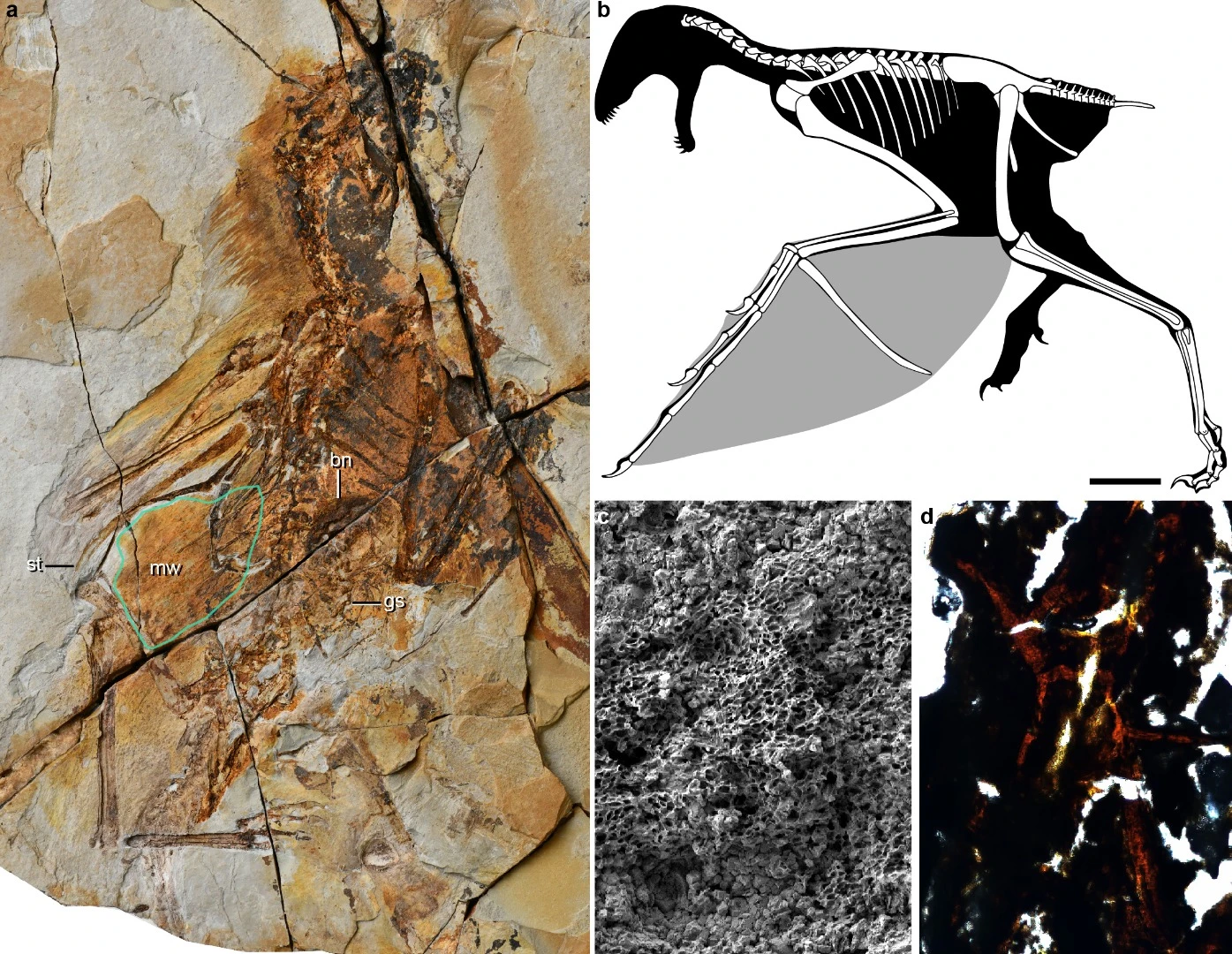 Ambopteryx longibrachium fossils were found with both feathers and membranes like a bat wing
