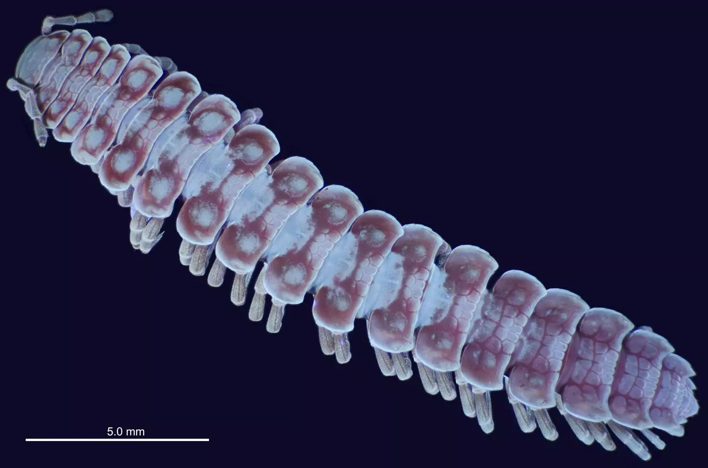 A Pseudopolydesmus millipede, viewed under UV light