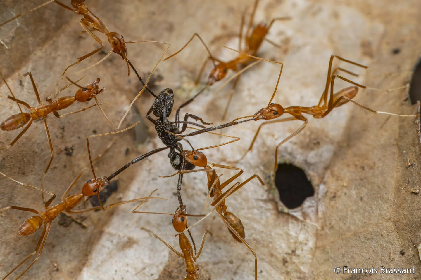 Macro: "Surrounded by Foes" (Madang, Papua New Guinea), by François Brassard