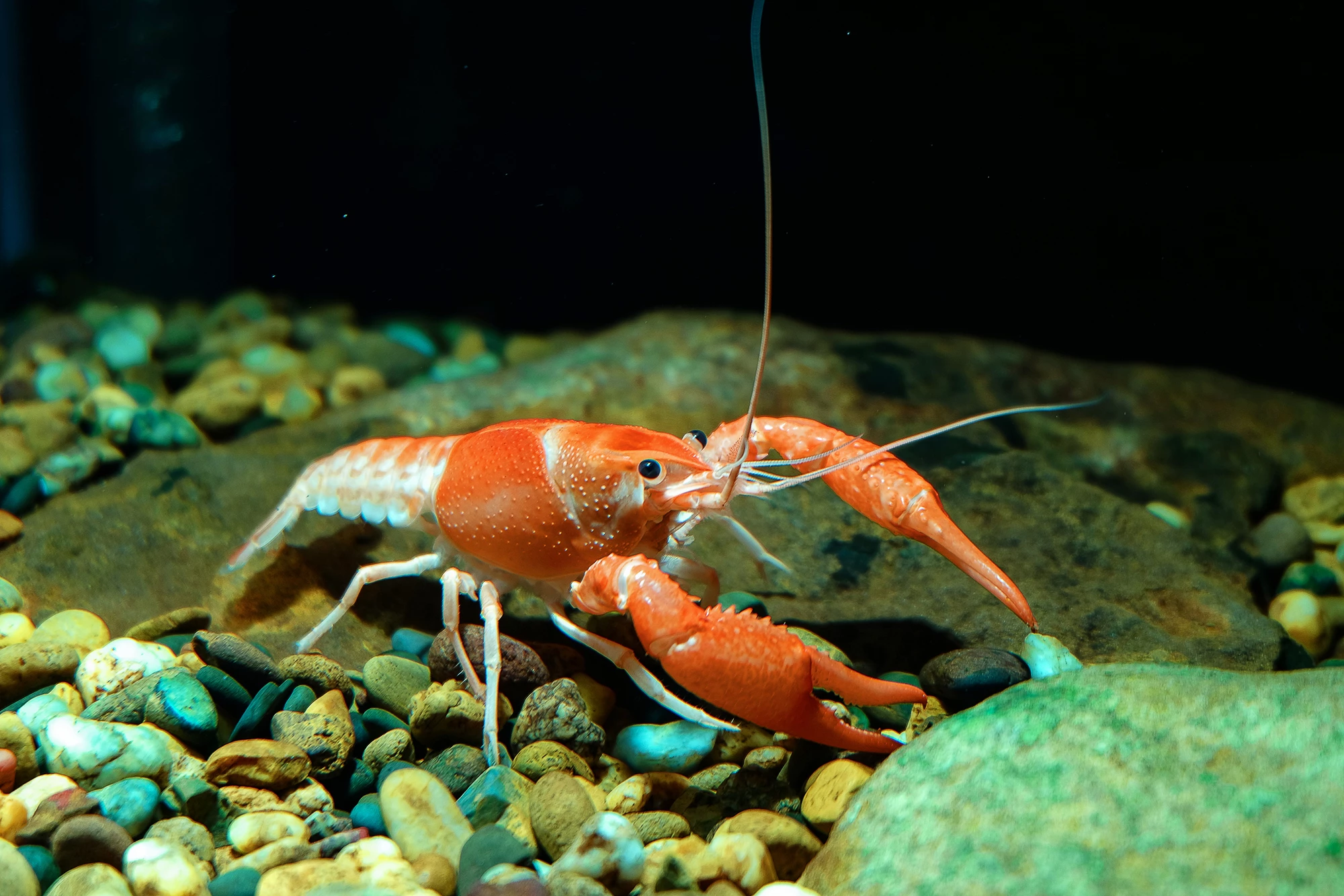 Lobster shells have inspired a breakthrough in 3D concrete printing