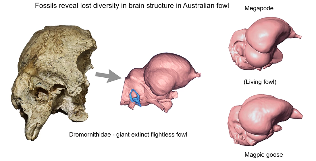 3D models of the brains of the ancient birds, compared to living relatives