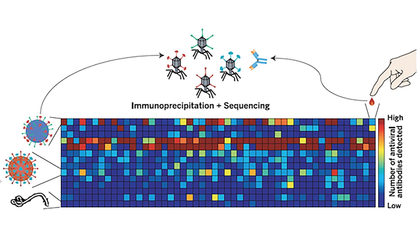 The team's technique involves synthesizing a bacteriophage group that displays peptides of more than 1,000 known human virus strains