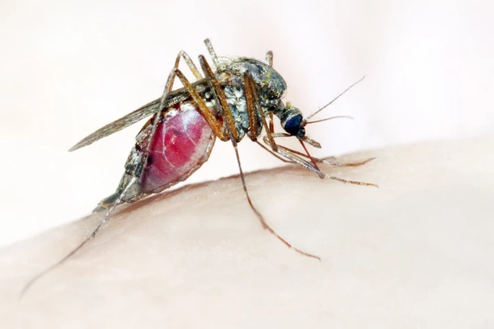 An Anopheles mosquito, which is known to spread malaria