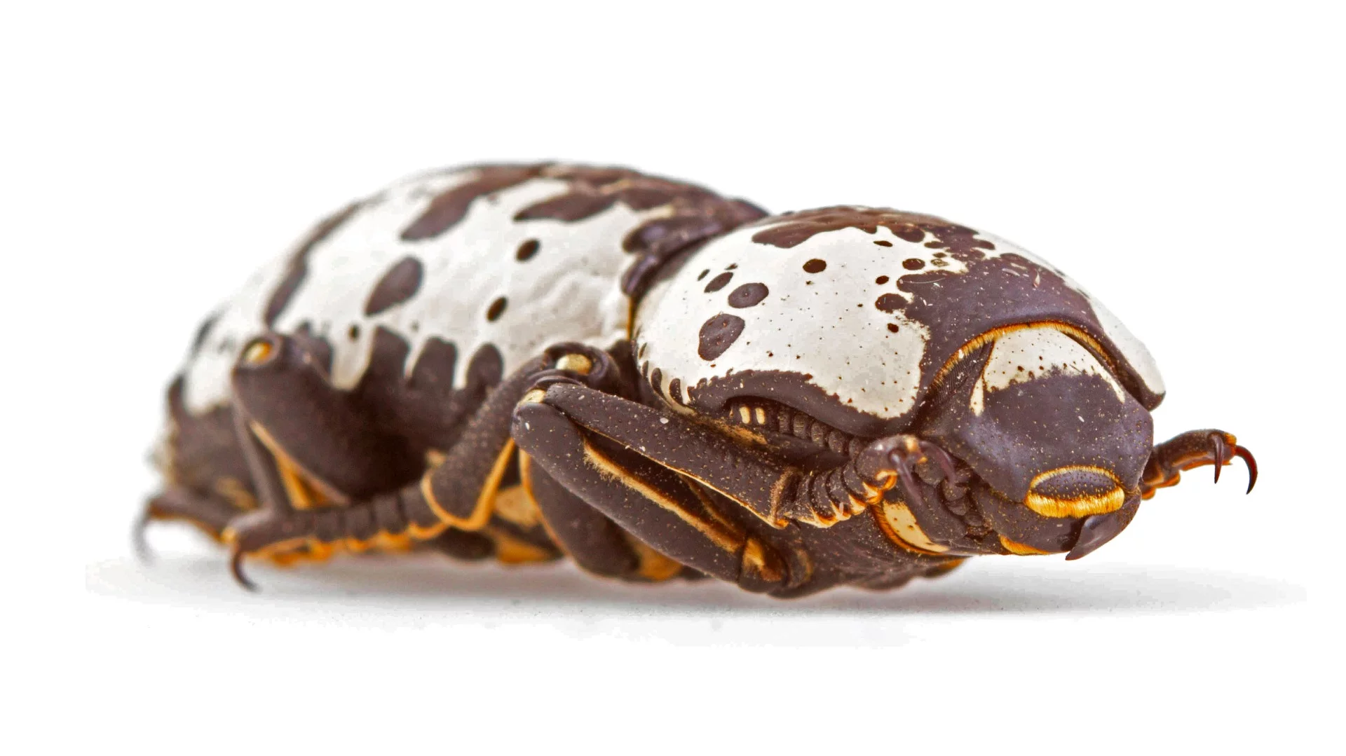 The incredibly tough exoskeleton of the ironclad beetle allows it to walk away after being stepped on - an attribute BAE Systems wants to emulate with its new suspension system