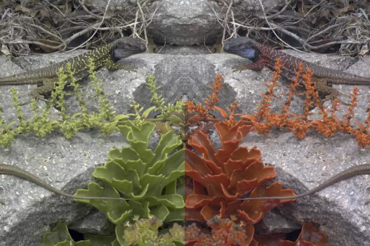 Mirrored images of a Tenerife lizard as seen by a human (left) and by another lizard (right)