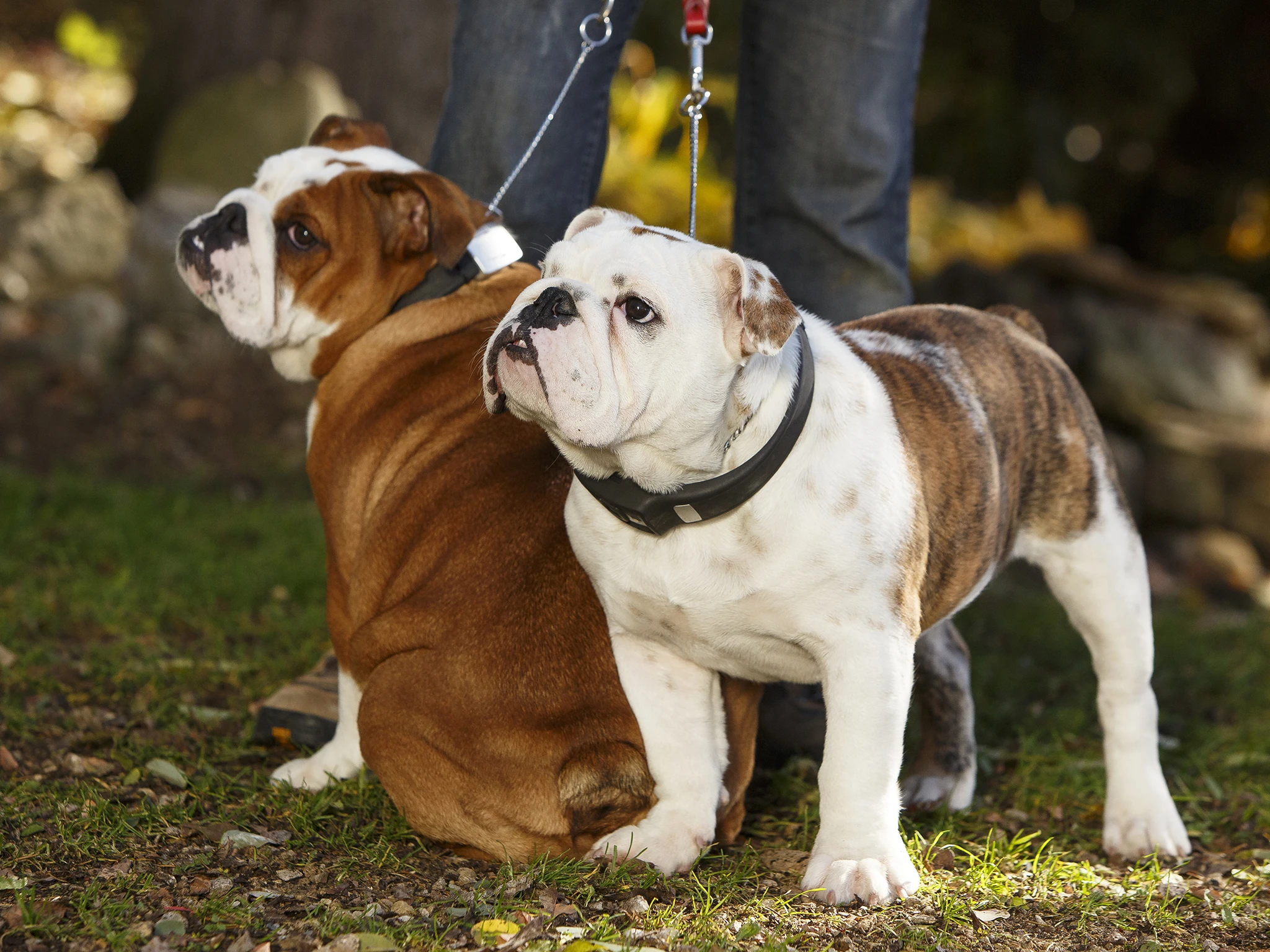 The device logs health and activity levels each day, providing a better understanding of a dog's behavior, diet, exercise patterns and habits to help keep a pooch in tip-top condition