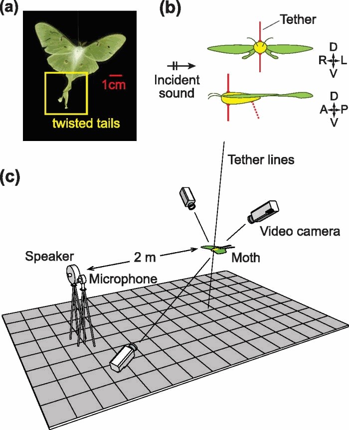 To study the effects of the tails on echolocation, researchers pinged sound waves at tethered moths in flight and studied the resulting images