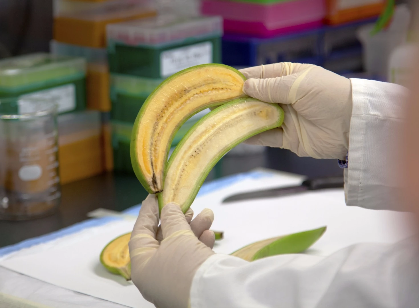 One of the golden bananas (top), along with a regular Cavendish banana