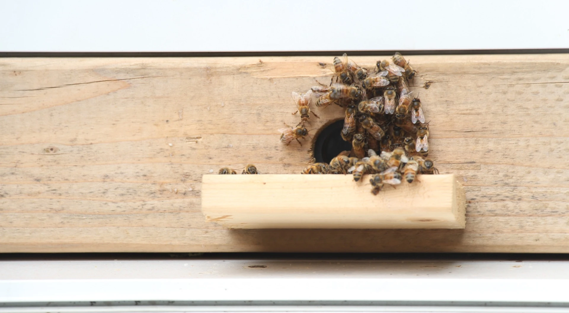 A foam entry and exit way slots below a sliding window and provides a platform for the bees to fly from and land on