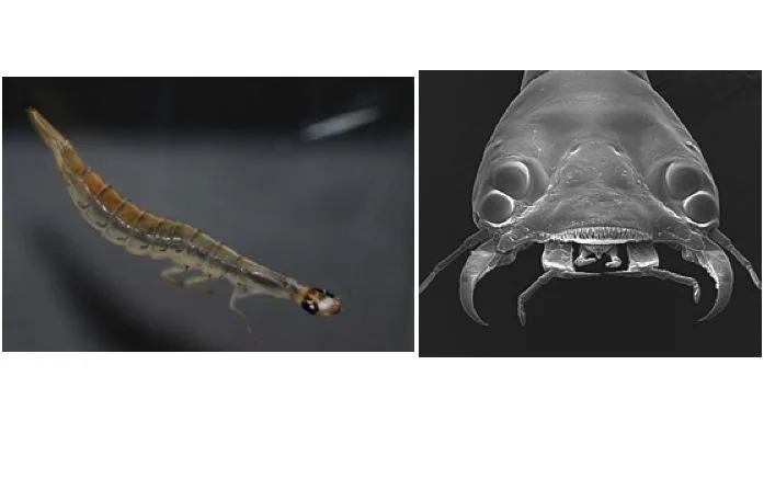 The sunburst diving beetle can teach us a thing or two about bifocal imaging